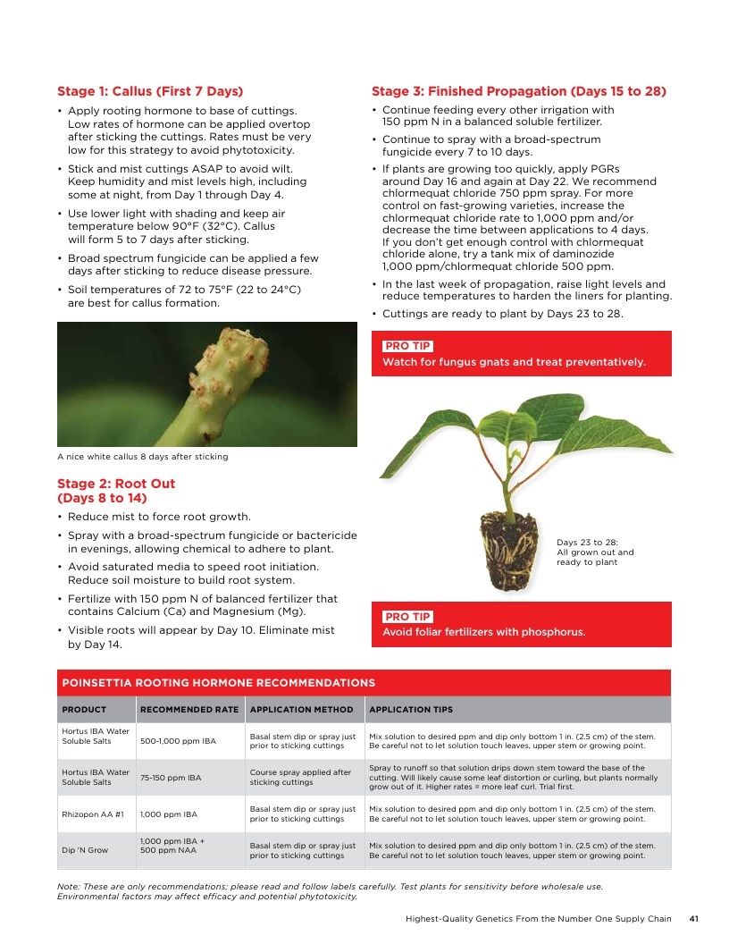 Selecta One North America Poinsettias Catalog Weekly Ad January 1 - December 31, 2026