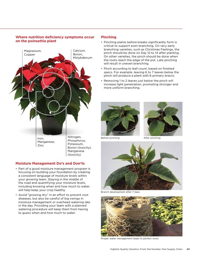 Selecta One North America Poinsettias Catalog Weekly Ad January 1 - December 31, 2026
