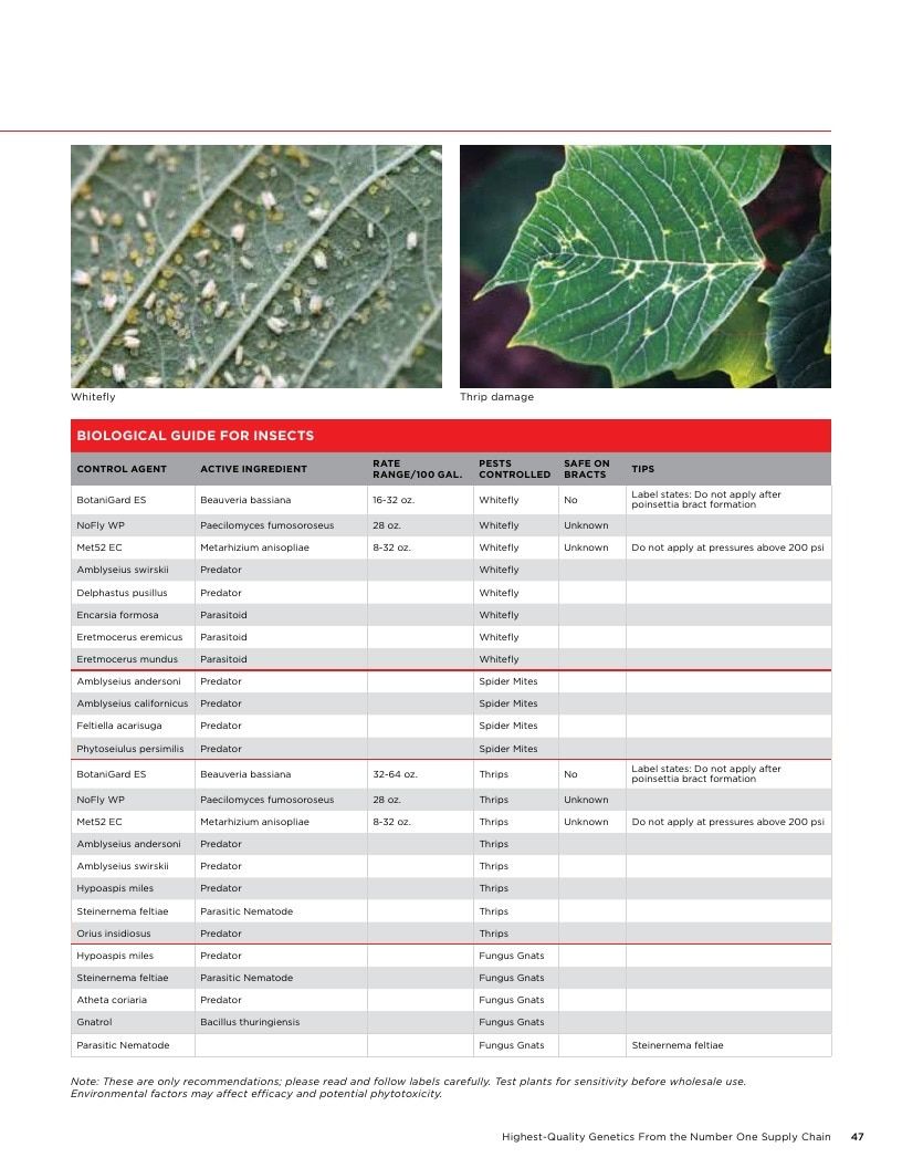 Selecta One North America Poinsettias Catalog Weekly Ad January 1 - December 31, 2026