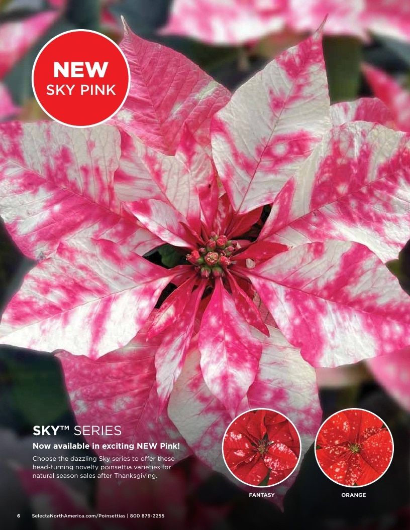Selecta One North America Poinsettias Catalog Weekly Ad January 1 - December 31, 2026