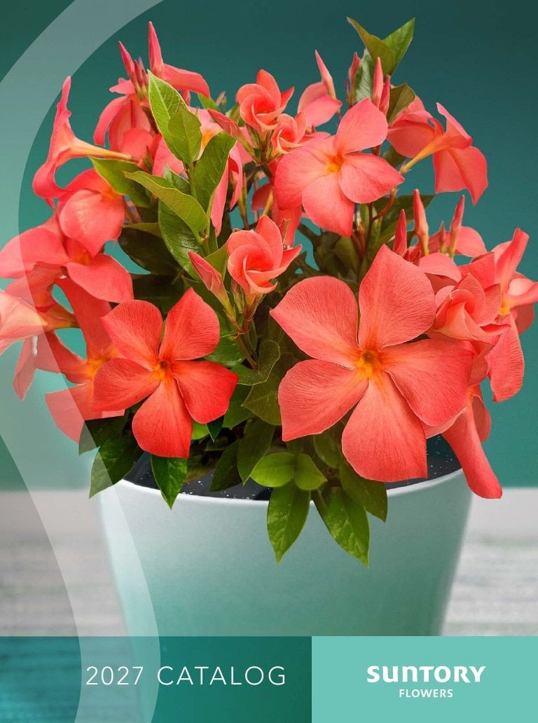 Suntory Flowers Flowers Catalog Weekly Ad August 1, 2026 - December 31, 2027