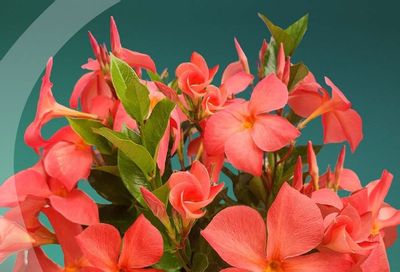 Suntory Flowers Flowers Catalog Weekly Ad August 1, 2026 - December 31, 2027