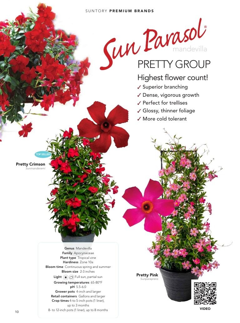 Suntory Flowers Flowers Catalog Weekly Ad August 1, 2026 - December 31, 2027