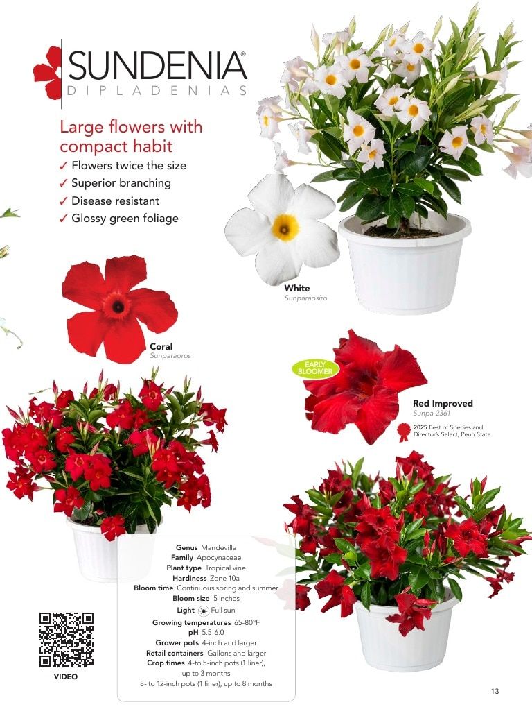 Suntory Flowers Flowers Catalog Weekly Ad August 1, 2026 - December 31, 2027