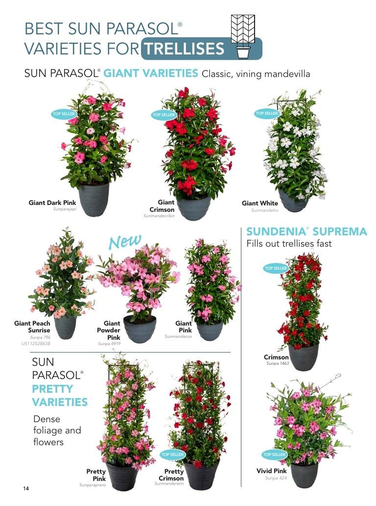 Suntory Flowers Flowers Catalog Weekly Ad August 1, 2026 - December 31, 2027