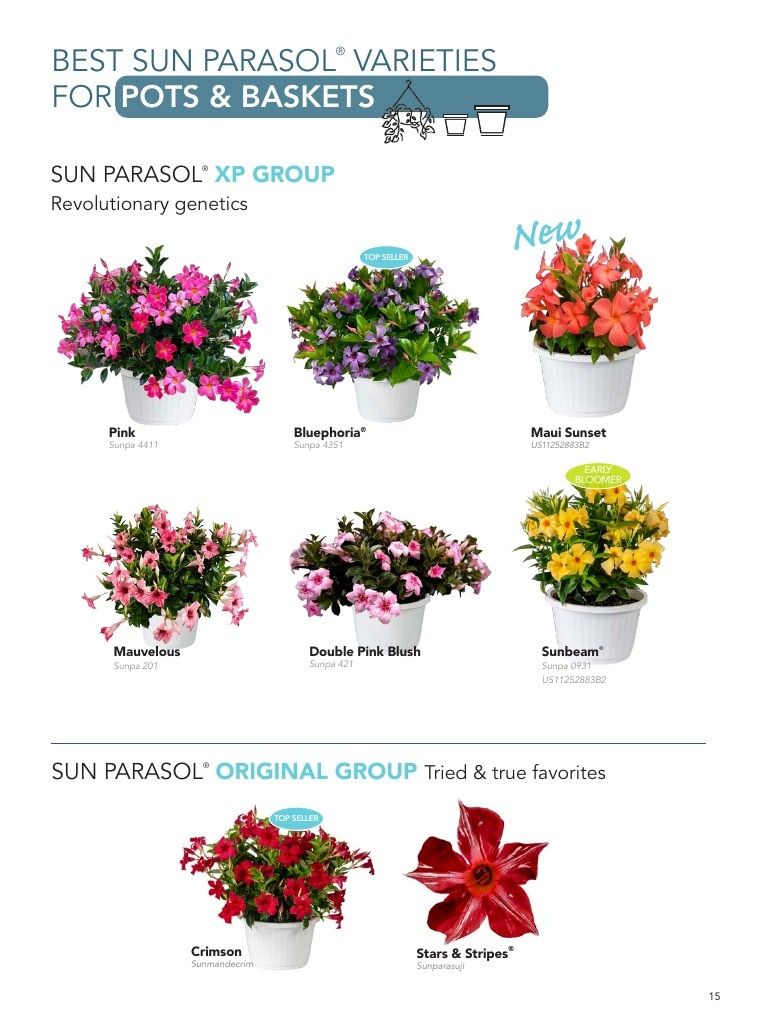 Suntory Flowers Flowers Catalog Weekly Ad August 1, 2026 - December 31, 2027