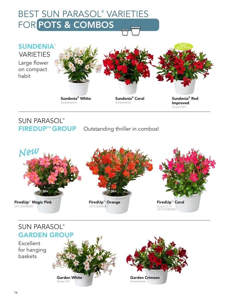 Suntory Flowers Flowers Catalog Weekly Ad August 1, 2026 - December 31, 2027