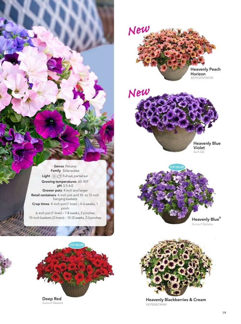 Suntory Flowers Flowers Catalog Weekly Ad August 1, 2026 - December 31, 2027