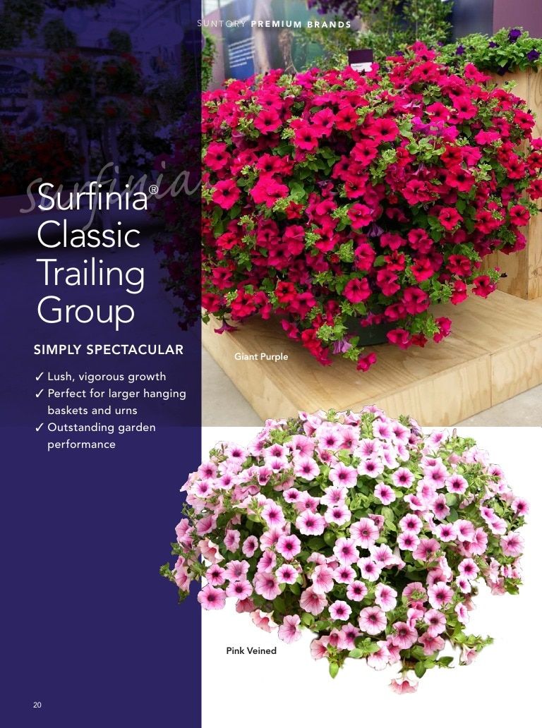 Suntory Flowers Flowers Catalog Weekly Ad August 1, 2026 - December 31, 2027