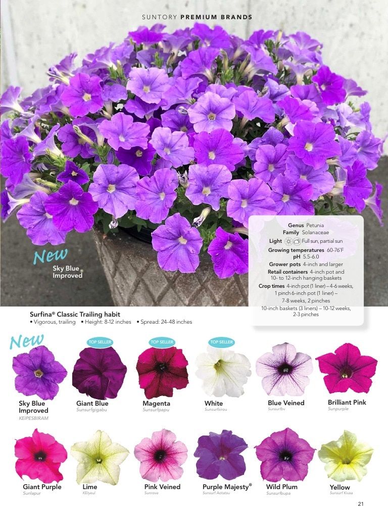 Suntory Flowers Flowers Catalog Weekly Ad August 1, 2026 - December 31, 2027