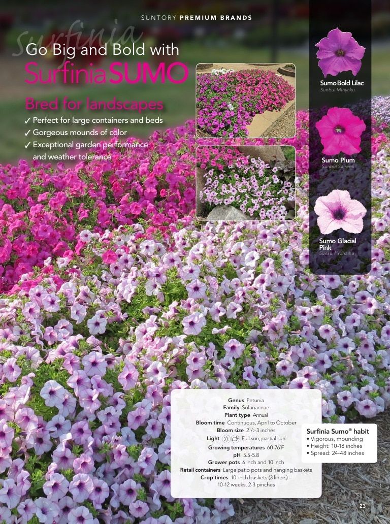 Suntory Flowers Flowers Catalog Weekly Ad August 1, 2026 - December 31, 2027
