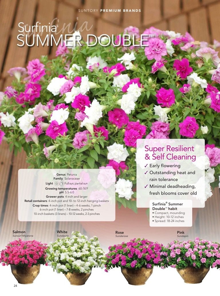Suntory Flowers Flowers Catalog Weekly Ad August 1, 2026 - December 31, 2027