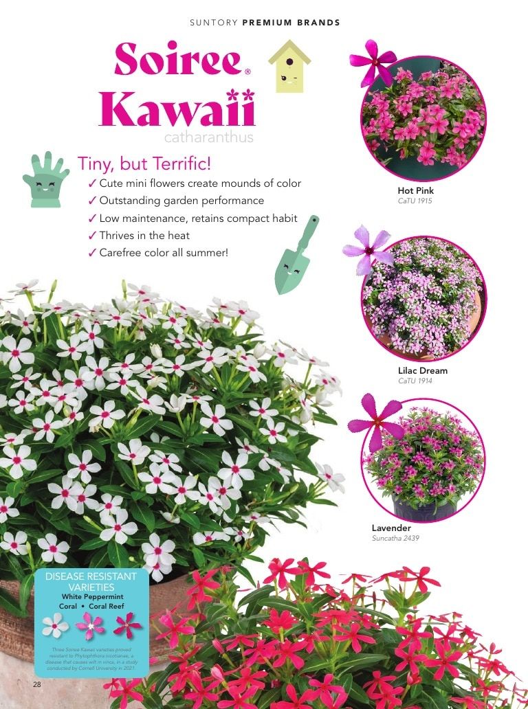 Suntory Flowers Flowers Catalog Weekly Ad August 1, 2026 - December 31, 2027