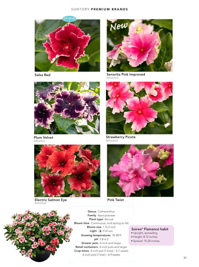 Suntory Flowers Flowers Catalog Weekly Ad August 1, 2026 - December 31, 2027
