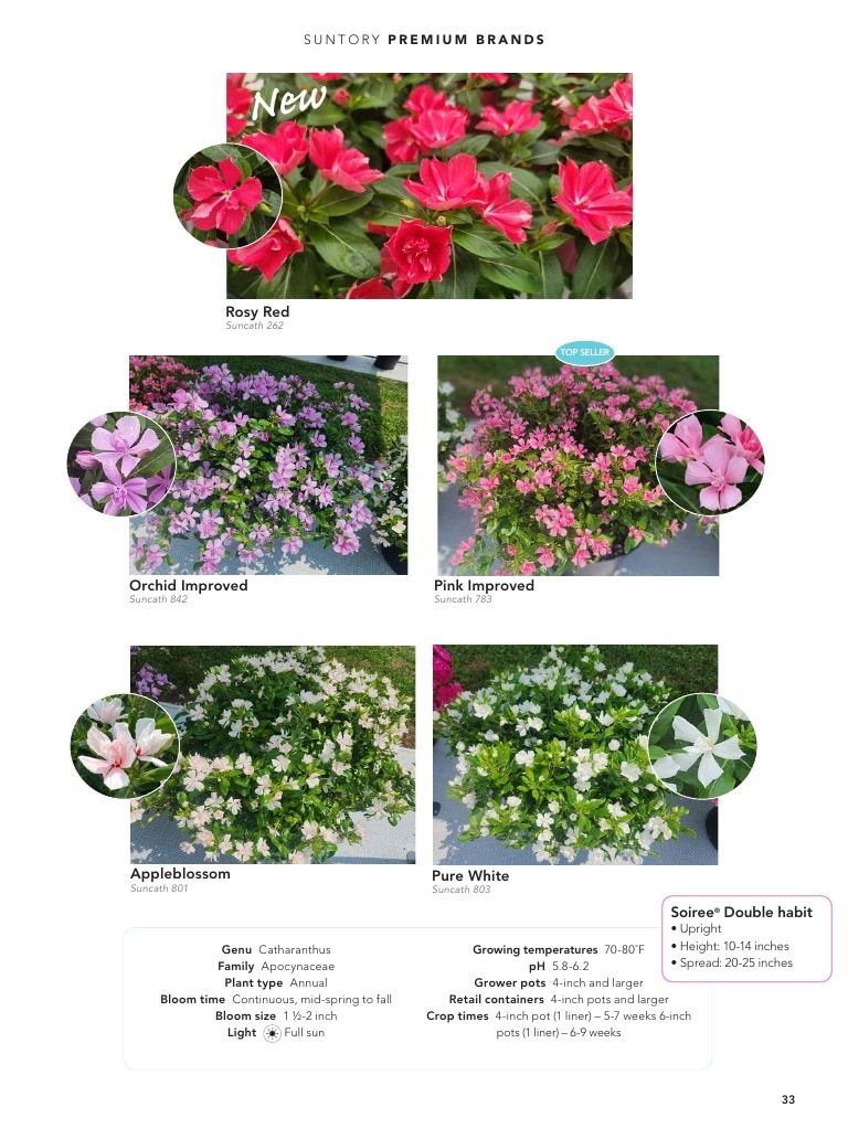 Suntory Flowers Flowers Catalog Weekly Ad August 1, 2026 - December 31, 2027