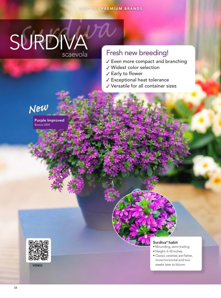 Suntory Flowers Flowers Catalog Weekly Ad August 1, 2026 - December 31, 2027