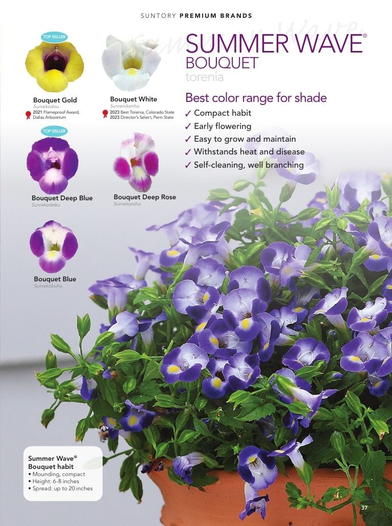 Suntory Flowers Flowers Catalog Weekly Ad August 1, 2026 - December 31, 2027