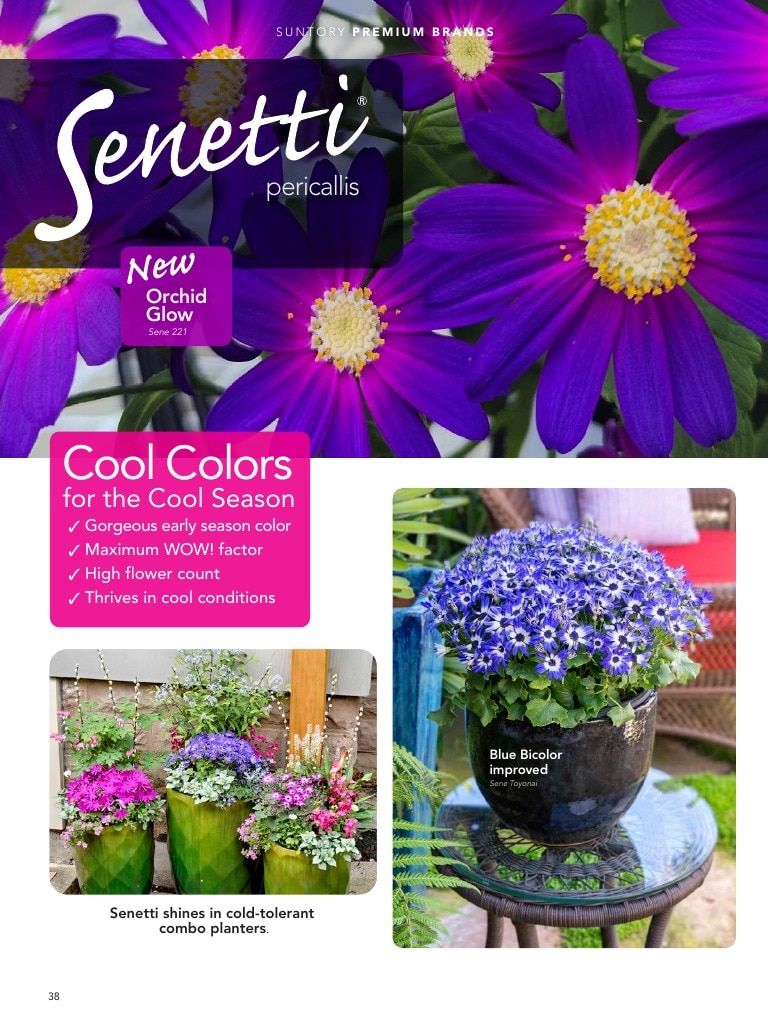 Suntory Flowers Flowers Catalog Weekly Ad August 1, 2026 - December 31, 2027