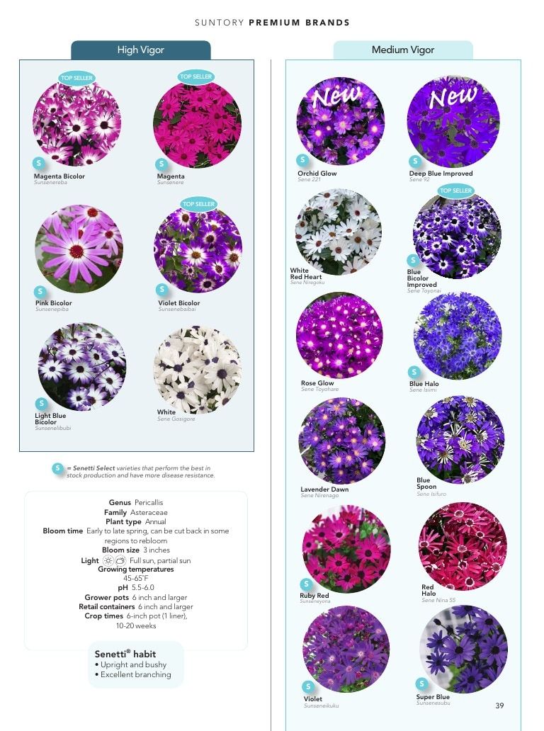 Suntory Flowers Flowers Catalog Weekly Ad August 1, 2026 - December 31, 2027