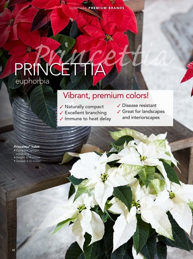 Suntory Flowers Flowers Catalog Weekly Ad August 1, 2026 - December 31, 2027