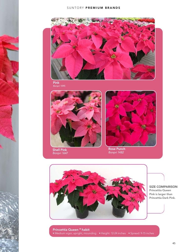 Suntory Flowers Flowers Catalog Weekly Ad August 1, 2026 - December 31, 2027