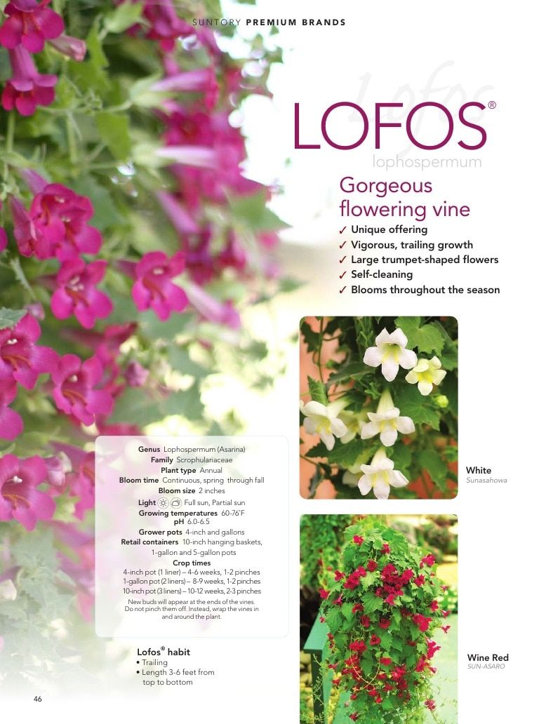 Suntory Flowers Flowers Catalog Weekly Ad August 1, 2026 - December 31, 2027
