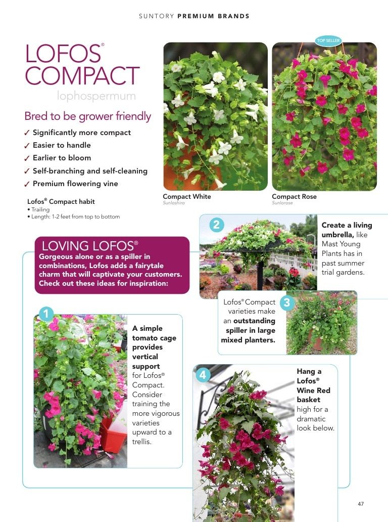 Suntory Flowers Flowers Catalog Weekly Ad August 1, 2026 - December 31, 2027