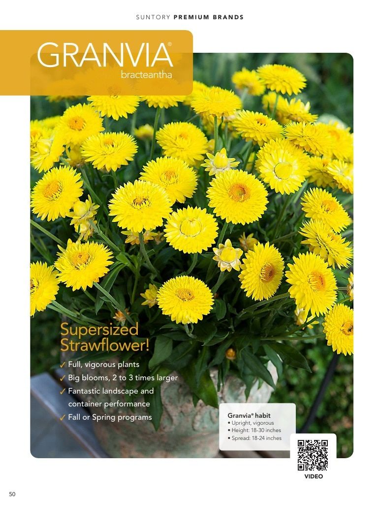 Suntory Flowers Flowers Catalog Weekly Ad August 1, 2026 - December 31, 2027