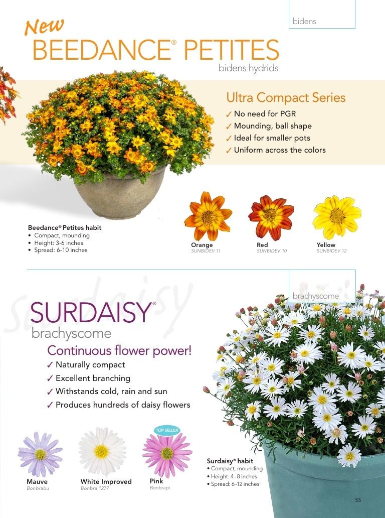 Suntory Flowers Flowers Catalog Weekly Ad August 1, 2026 - December 31, 2027