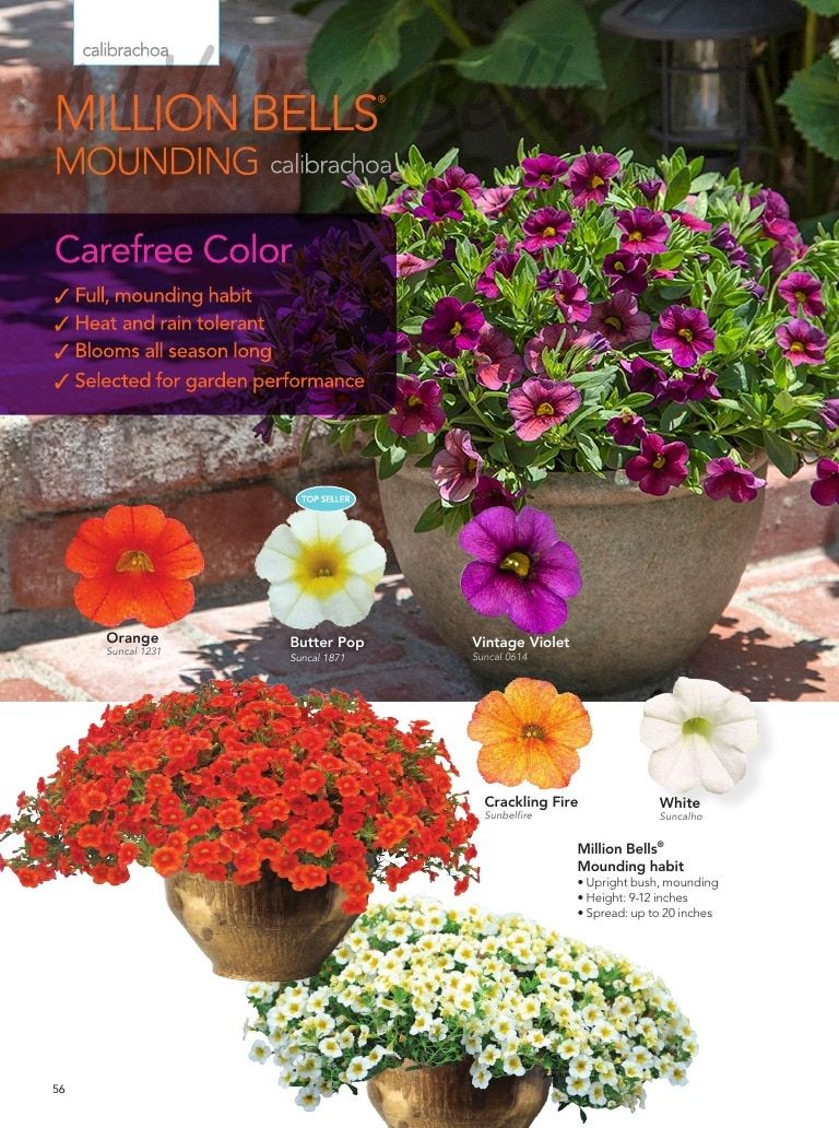 Suntory Flowers Flowers Catalog Weekly Ad August 1, 2026 - December 31, 2027