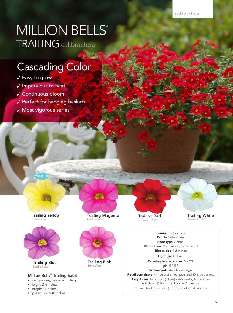 Suntory Flowers Flowers Catalog Weekly Ad August 1, 2026 - December 31, 2027