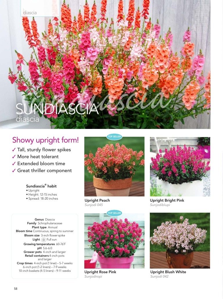 Suntory Flowers Flowers Catalog Weekly Ad August 1, 2026 - December 31, 2027
