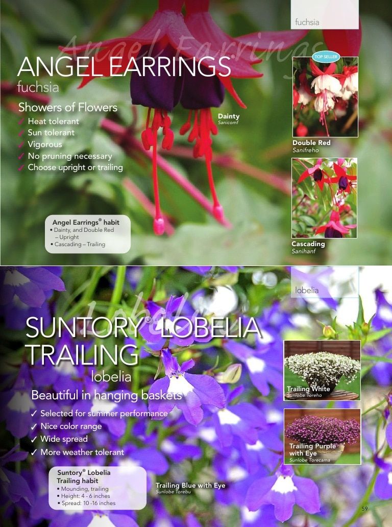 Suntory Flowers Flowers Catalog Weekly Ad August 1, 2026 - December 31, 2027