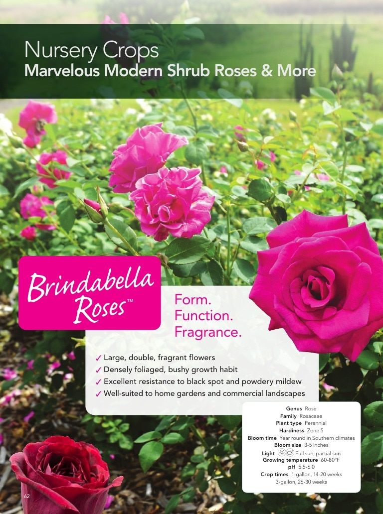 Suntory Flowers Flowers Catalog Weekly Ad August 1, 2026 - December 31, 2027