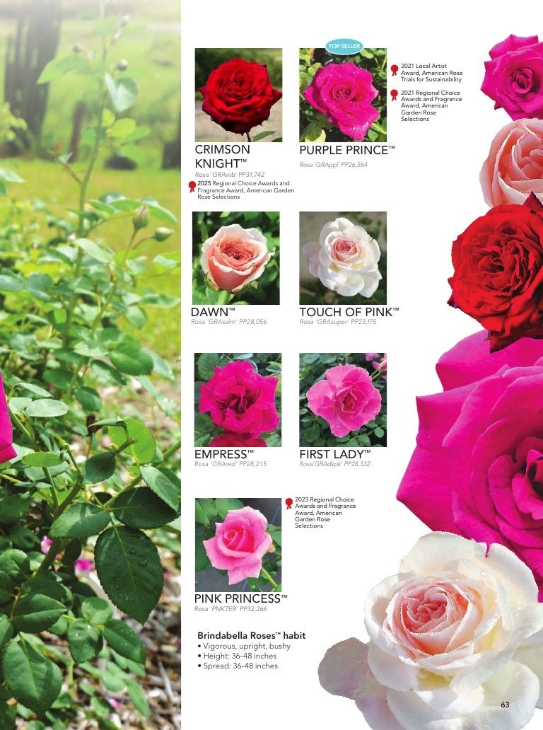Suntory Flowers Flowers Catalog Weekly Ad August 1, 2026 - December 31, 2027