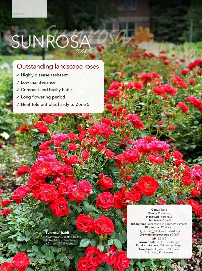 Suntory Flowers Flowers Catalog Weekly Ad August 1, 2026 - December 31, 2027
