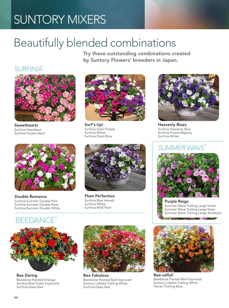 Suntory Flowers Flowers Catalog Weekly Ad August 1, 2026 - December 31, 2027