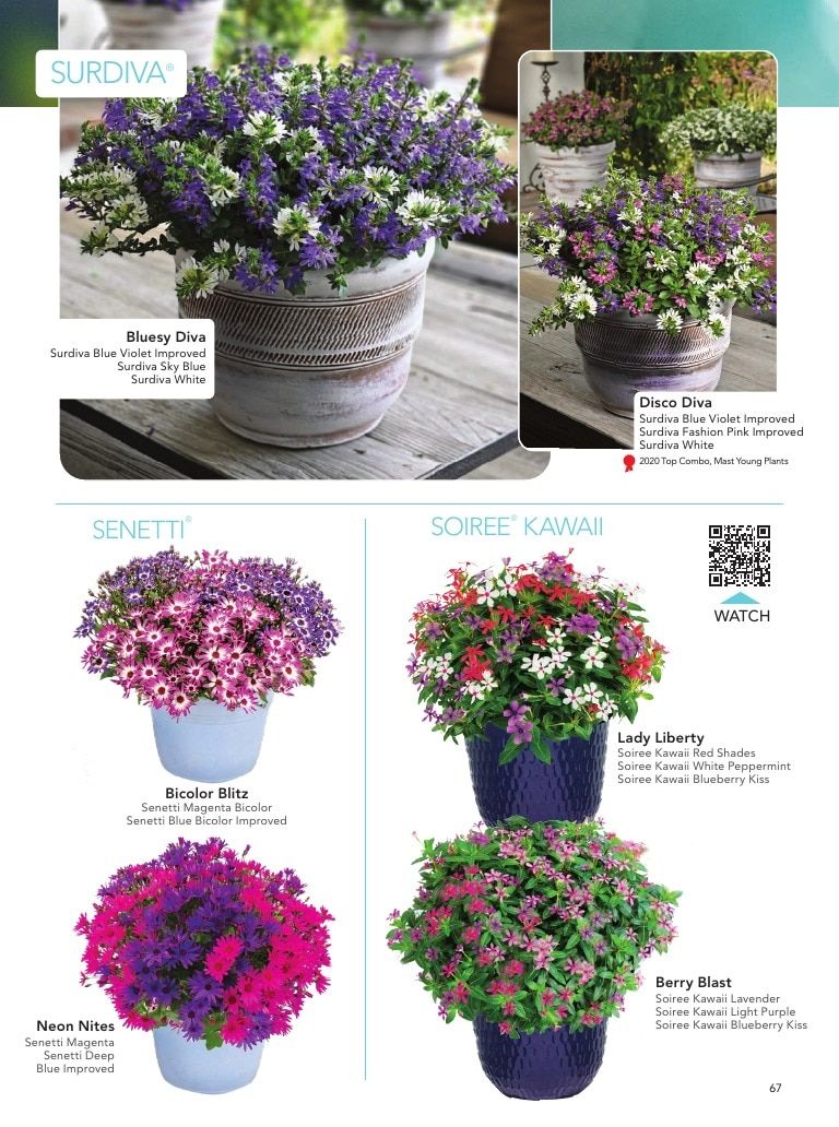 Suntory Flowers Flowers Catalog Weekly Ad August 1, 2026 - December 31, 2027