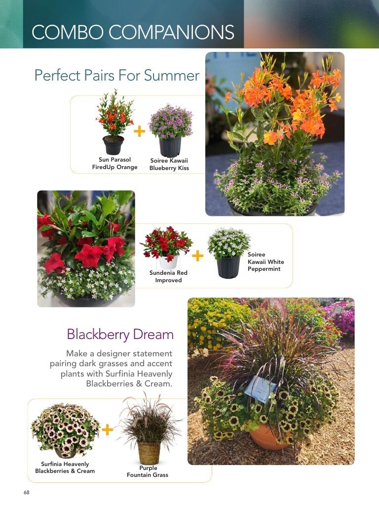 Suntory Flowers Flowers Catalog Weekly Ad August 1, 2026 - December 31, 2027