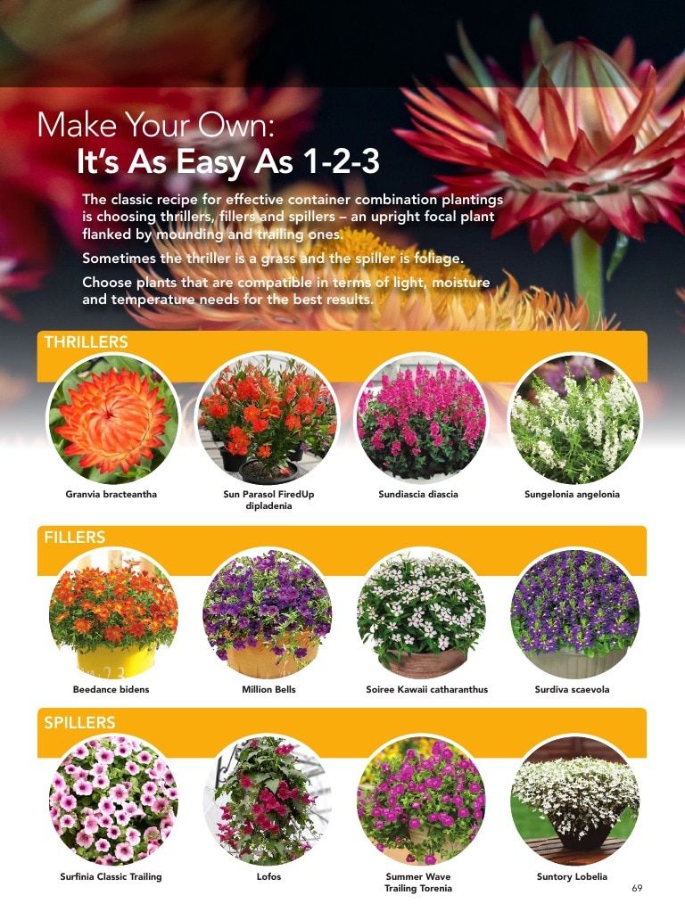 Suntory Flowers Flowers Catalog Weekly Ad August 1, 2026 - December 31, 2027