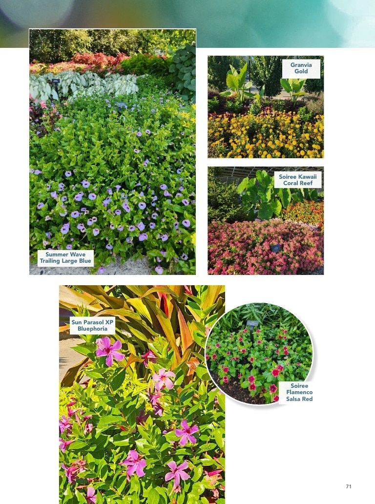 Suntory Flowers Flowers Catalog Weekly Ad August 1, 2026 - December 31, 2027