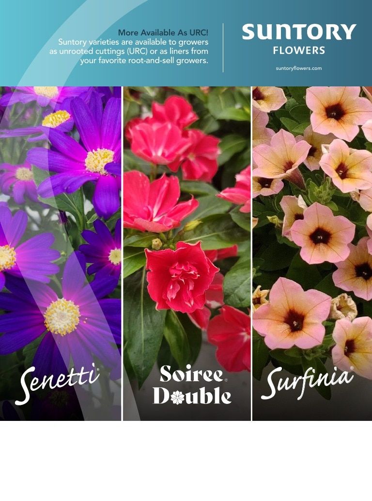 Suntory Flowers Flowers Catalog Weekly Ad August 1, 2026 - December 31, 2027