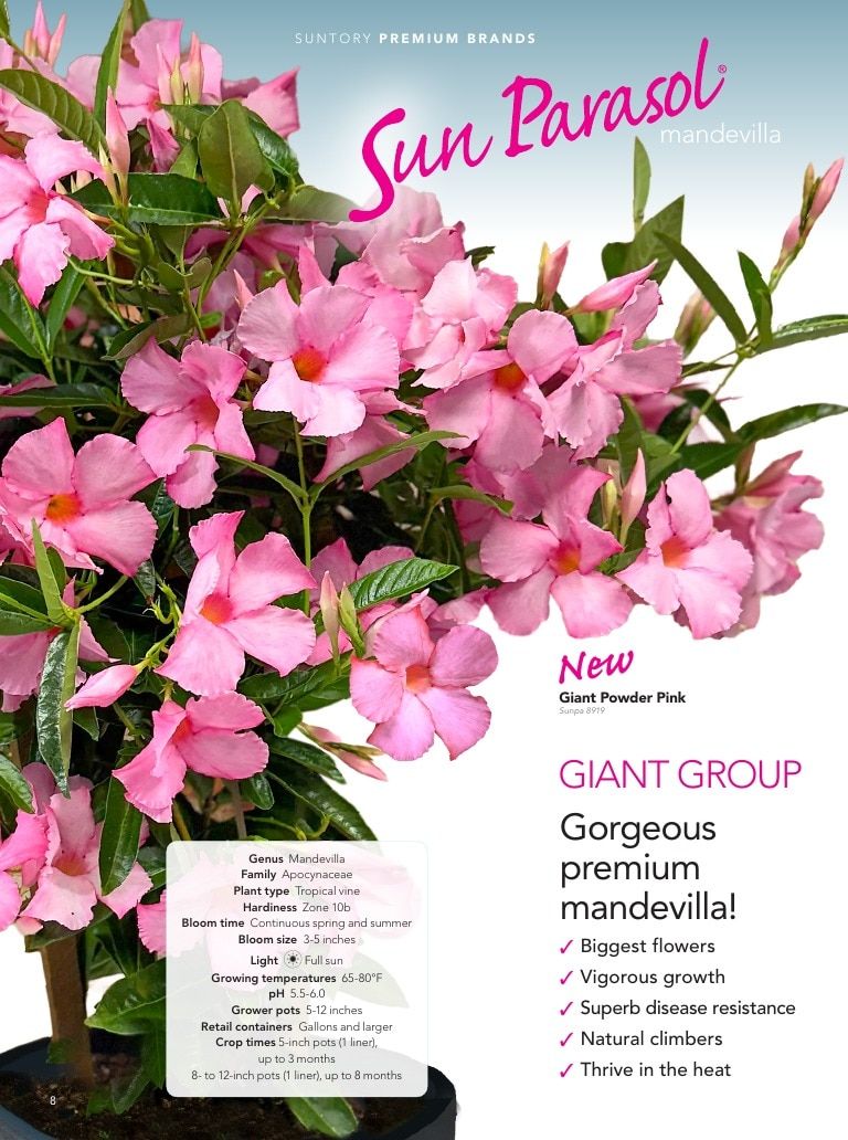 Suntory Flowers Flowers Catalog Weekly Ad August 1, 2026 - December 31, 2027