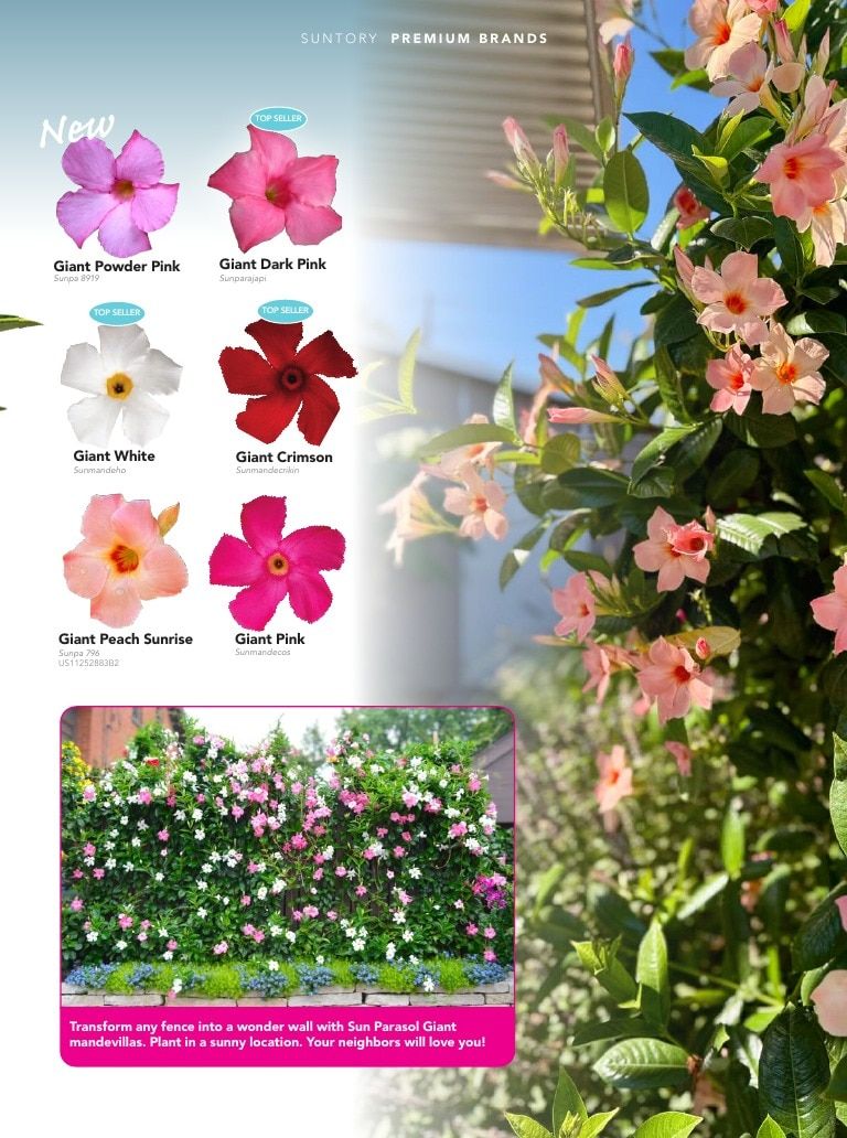 Suntory Flowers Flowers Catalog Weekly Ad August 1, 2026 - December 31, 2027