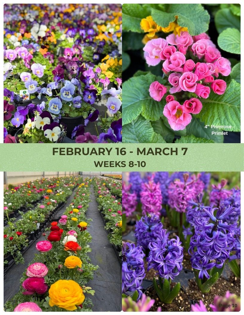 Van Wingerden Greenhouses Wholesale Plants Catalog Weekly Ad January 1 - December 31, 2026