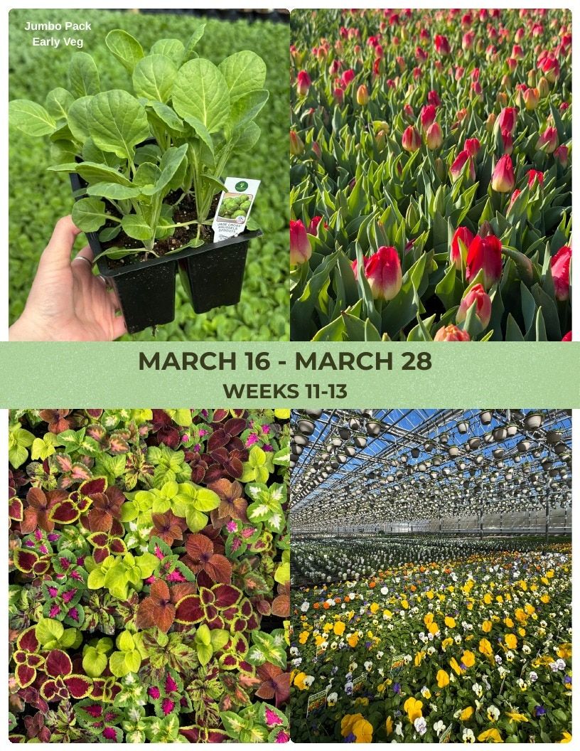 Van Wingerden Greenhouses Wholesale Plants Catalog Weekly Ad January 1 - December 31, 2026