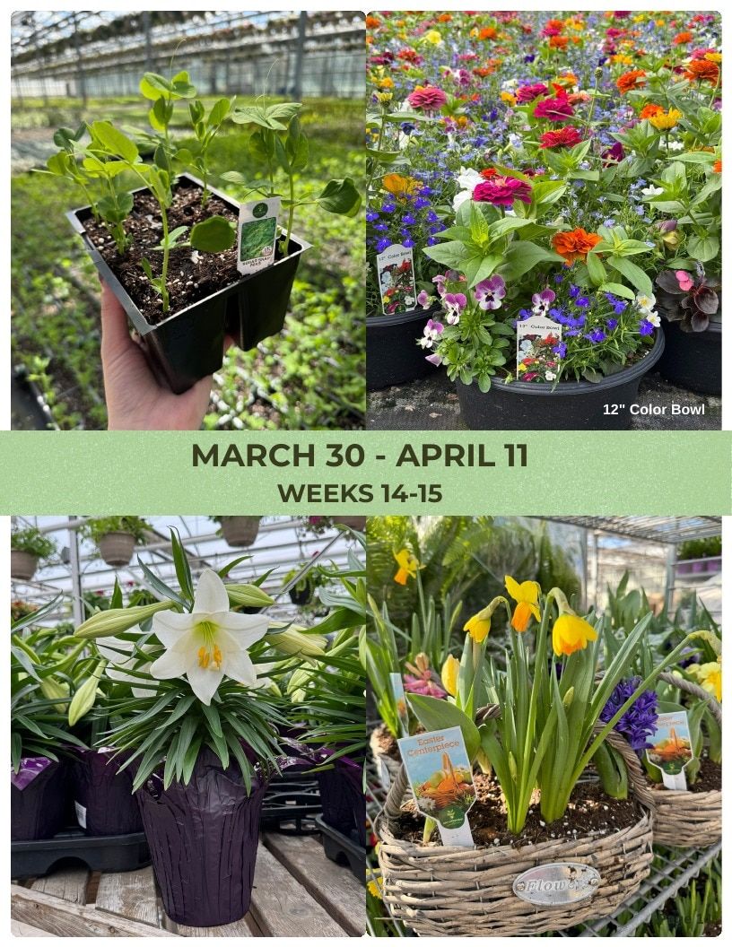 Van Wingerden Greenhouses Wholesale Plants Catalog Weekly Ad January 1 - December 31, 2026