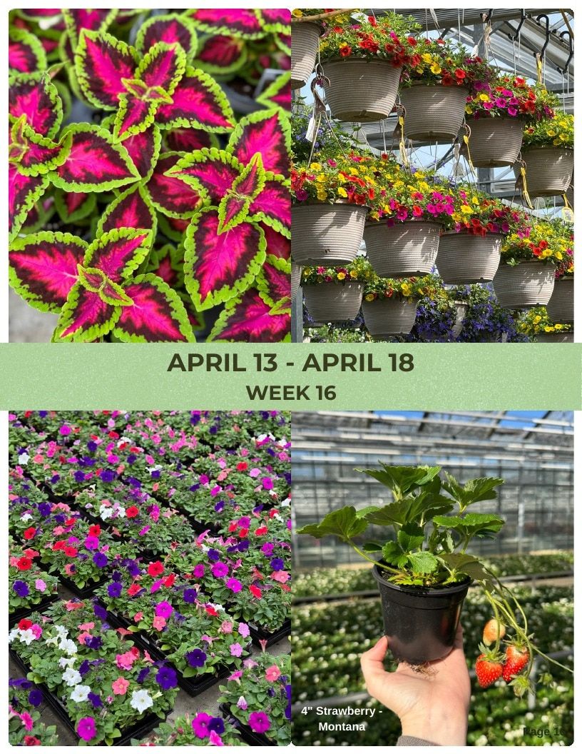 Van Wingerden Greenhouses Wholesale Plants Catalog Weekly Ad January 1 - December 31, 2026