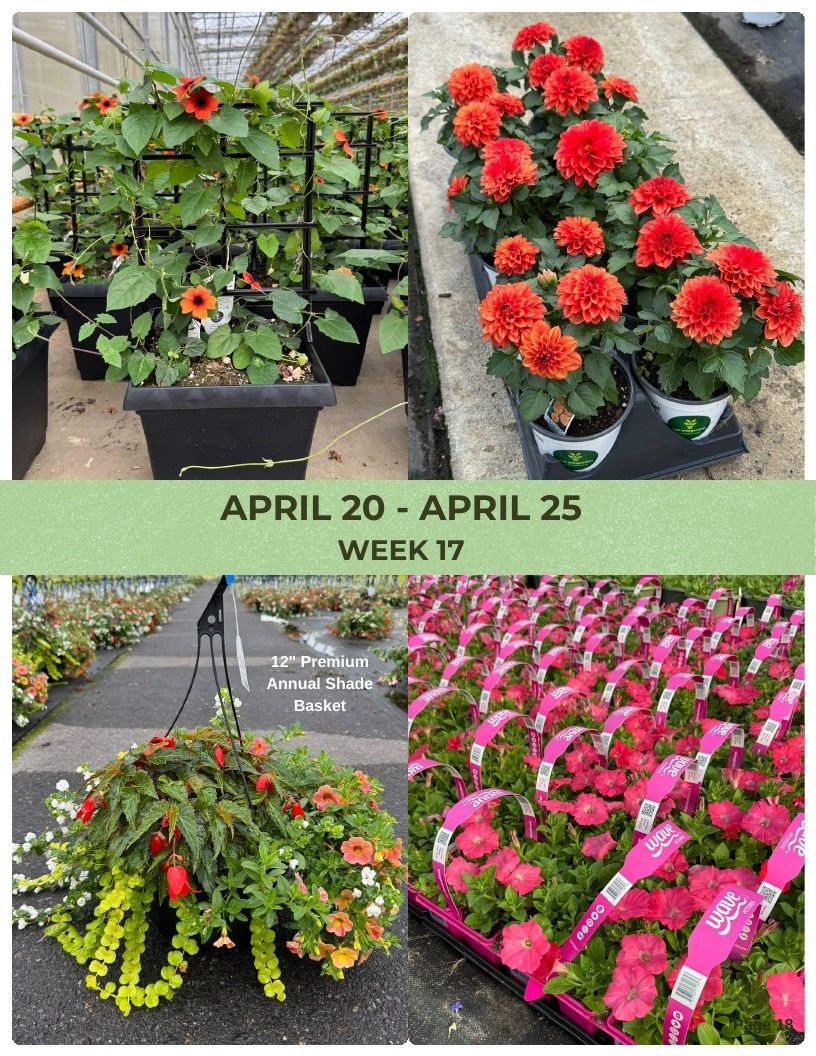 Van Wingerden Greenhouses Wholesale Plants Catalog Weekly Ad January 1 - December 31, 2026