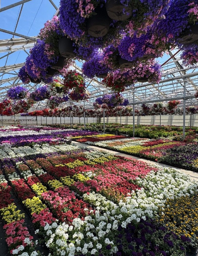 Van Wingerden Greenhouses Wholesale Plants Catalog Weekly Ad January 1 - December 31, 2026